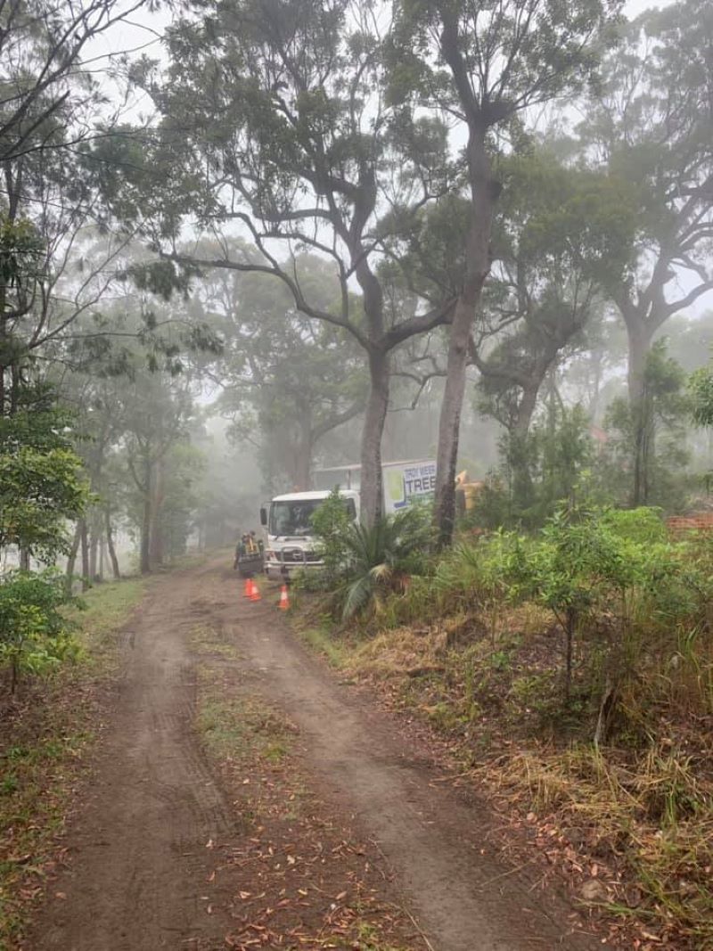 A Truck Is Driving Down a Dirt Road in The Woods on A Foggy Day — Troy Weier Tree Service In Frenchville, QLD