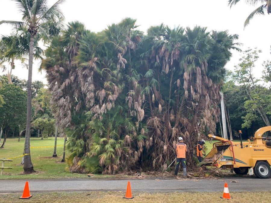 A Man Is Standing in Front of A Large Palm Tree — Troy Weier Tree Service In Frenchville, QLD