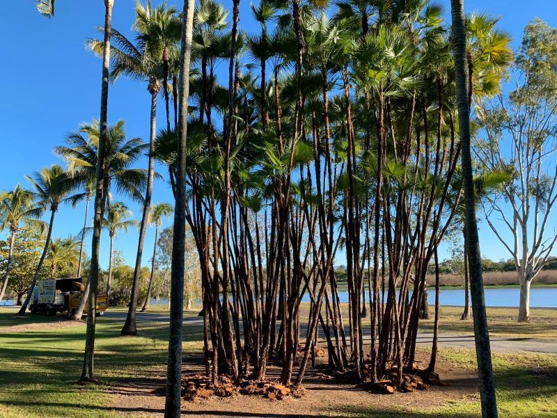 A Row of Palm Trees in A Park Next to A Body of Water — Troy Weier Tree Service In Frenchville, QLD