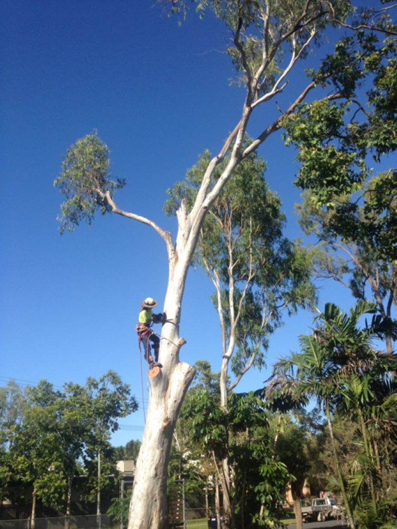 A Man Is Climbing a Tree with A Chainsaw — Troy Weier Tree Service In Frenchville, QLD