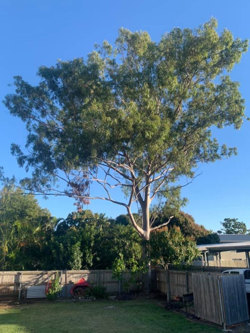 A Large Tree in A Backyard with A Blue Sky in The Background — Troy Weier Tree Service In Frenchville, QLD