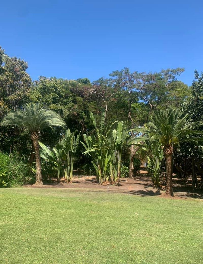 A Lush Green Field Surrounded by Trees on A Sunny Day — Troy Weier Tree Service In Frenchville, QLD
