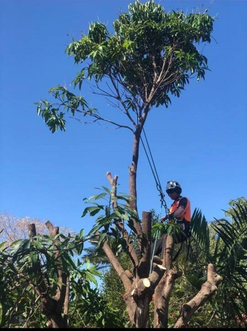 A Man Is Climbing a Tree with A Chainsaw — Troy Weier Tree Service In Frenchville, QLD