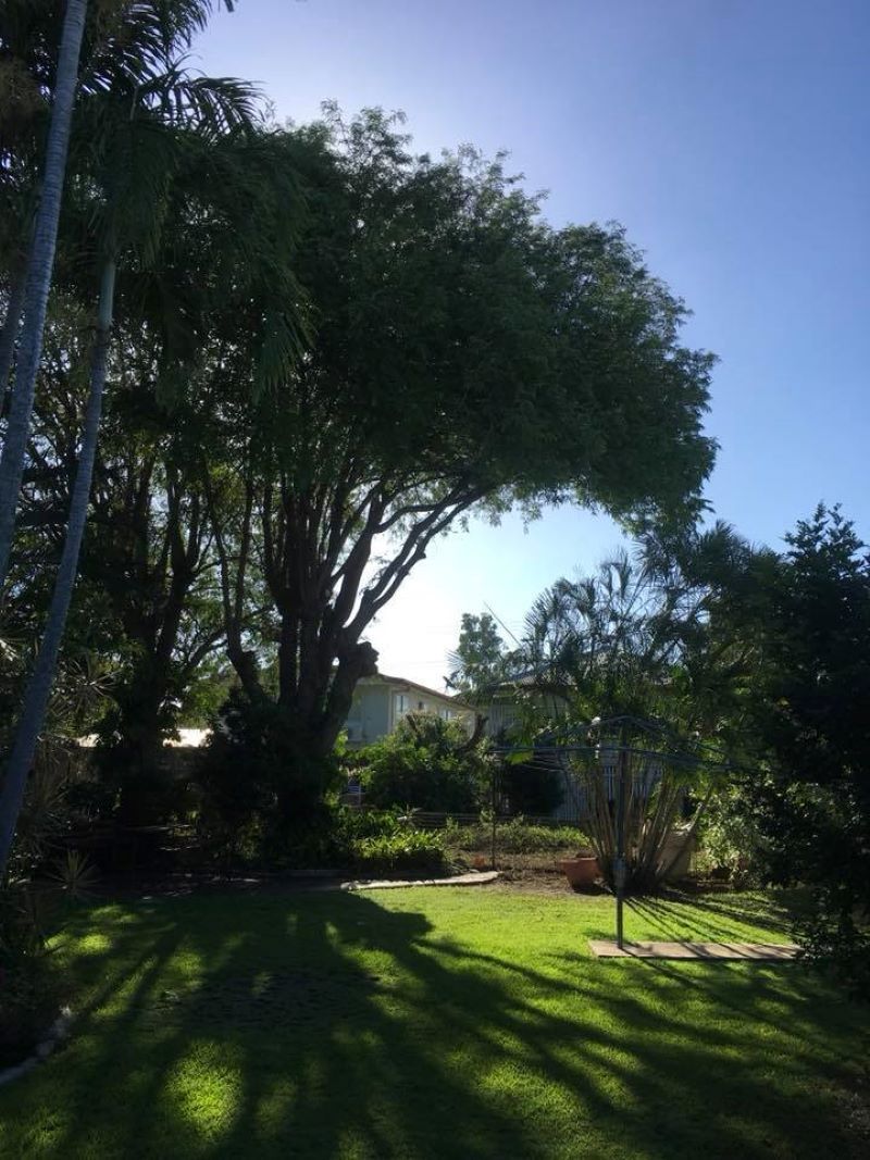 A Large Tree in The Middle of A Lush Green Yard — Troy Weier Tree Service In Frenchville, QLD