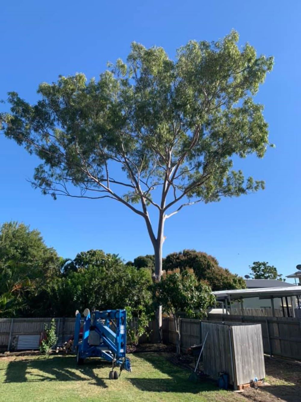 A Large Tree Is Being Cut Down in A Backyard — Troy Weier Tree Service In Frenchville, QLD