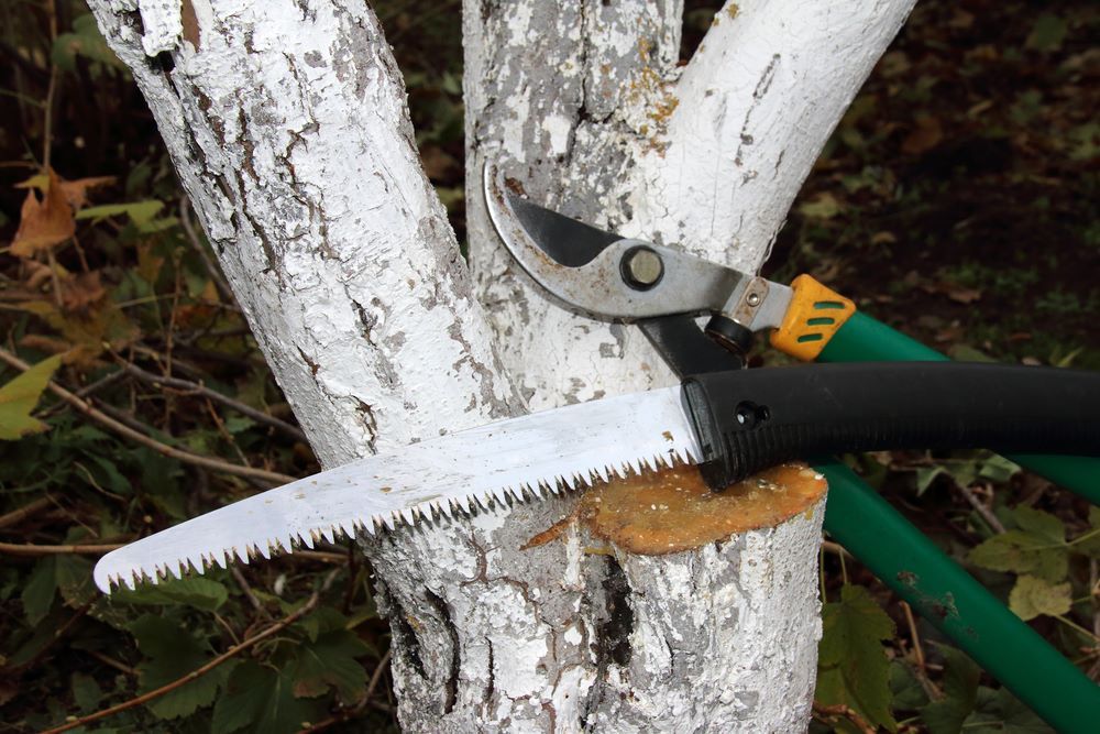 A Person Is Cutting a Tree with A Saw and A Pair of Scissors — Troy Weier Tree Service In Frenchville, QLD