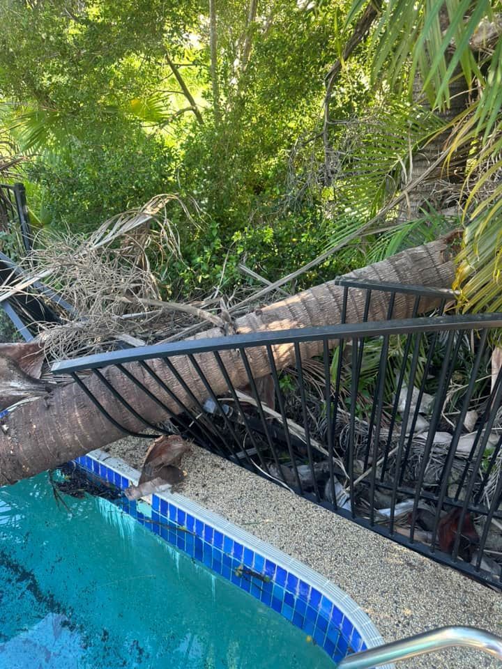A Tree Has Fallen Over a Fence Next to A Swimming Pool — Troy Weier Tree Service In Frenchville, QLD
