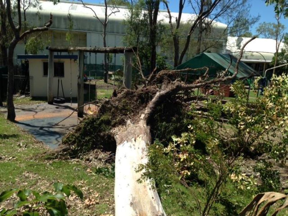 A Fallen Tree in A Yard with A Building in The Background — Troy Weier Tree Service In Frenchville, QLD