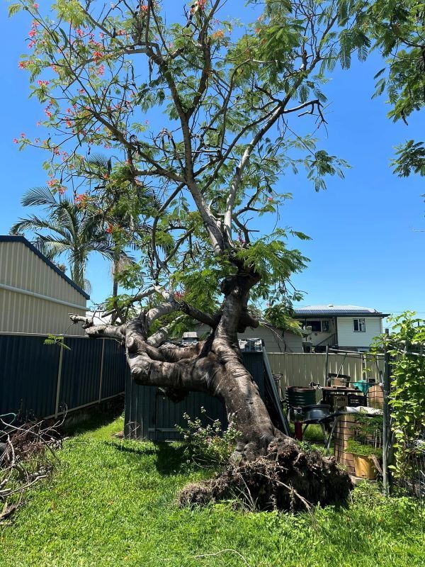 A Tree that Has Fallen in The Backyard of A House — Troy Weier Tree Service In Frenchville, QLD