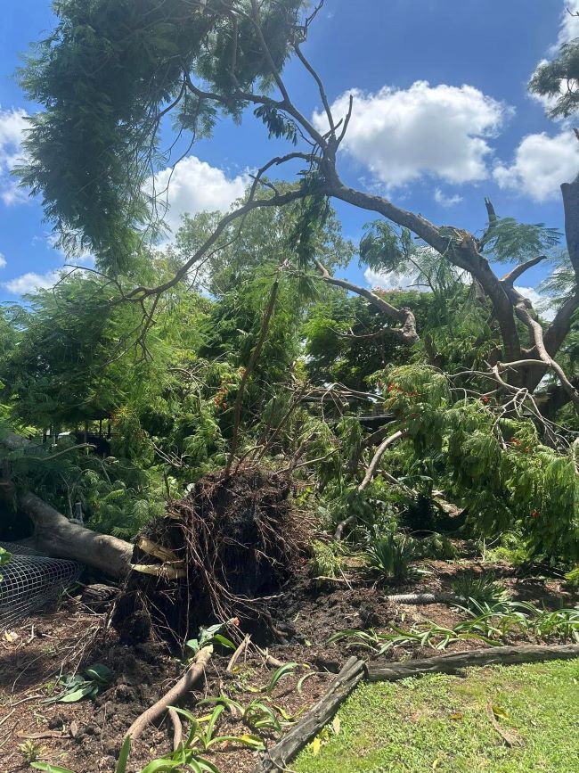 A Tree that Has Fallen in The Middle of A Field — Troy Weier Tree Service In Frenchville, QLD