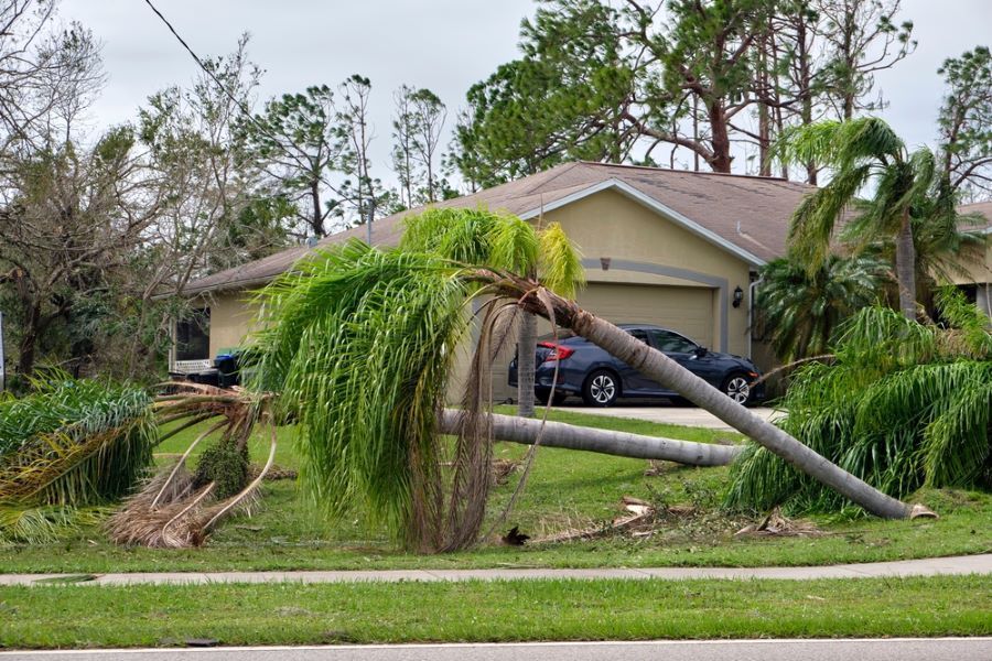 A Palm Tree Is Fallen in Front of A House — Troy Weier Tree Service In Frenchville, QLD
