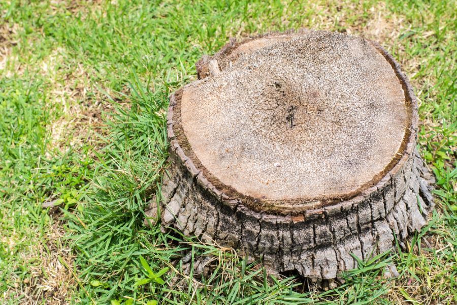 A Tree Stump Is Sitting on Top of A Lush Green Lawn — Troy Weier Tree Service In Frenchville, QLD