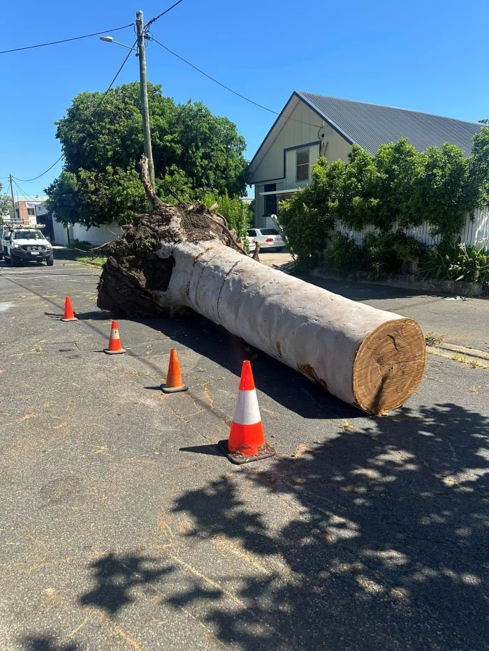 A Large Log Is Laying on The Side of The Road Next to Traffic Cones — Troy Weier Tree Service In Frenchville, QLD