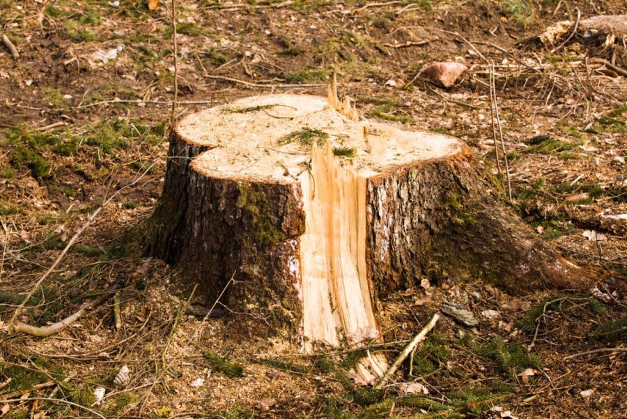A Tree Stump Is Sitting in The Middle of A Field — Troy Weier Tree Service In Frenchville, QLD
