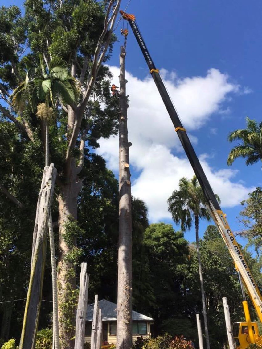 A Large Tree Is Being Cut Down by A Crane — Troy Weier Tree Service In Frenchville, QLD
