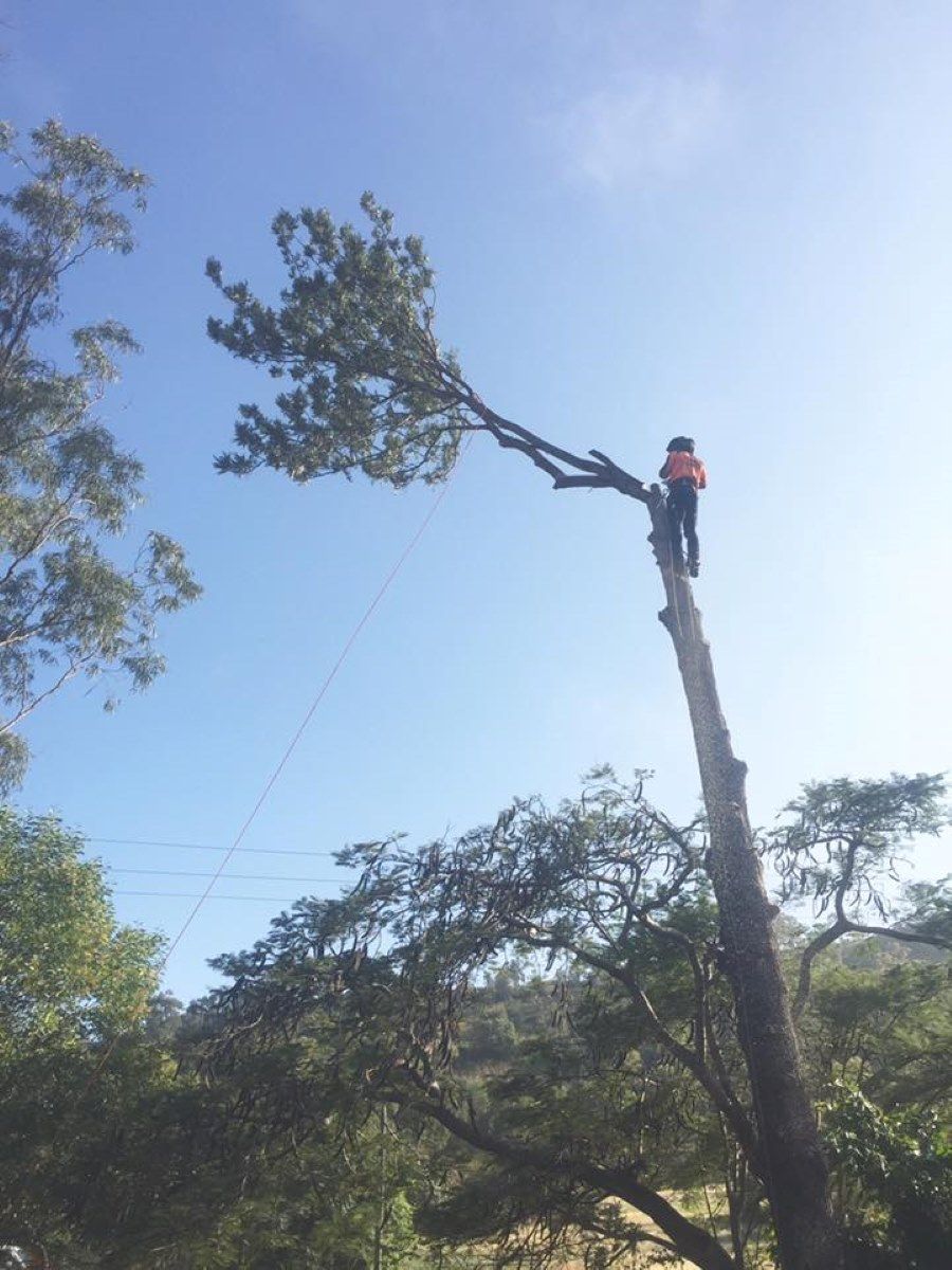 A Man Is Climbing a Tree with A Chainsaw — Troy Weier Tree Service In Frenchville, QLD