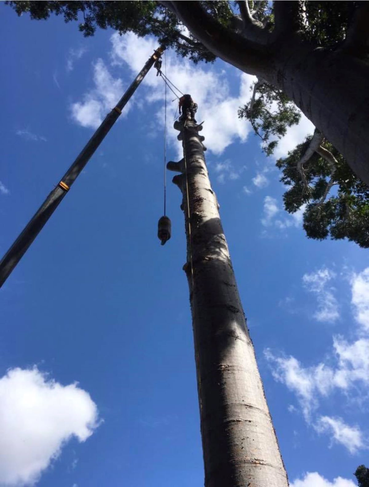 A Crane Is Attached to A Tree with A Blue Sky in The Background — Troy Weier Tree Service In Frenchville, QLD