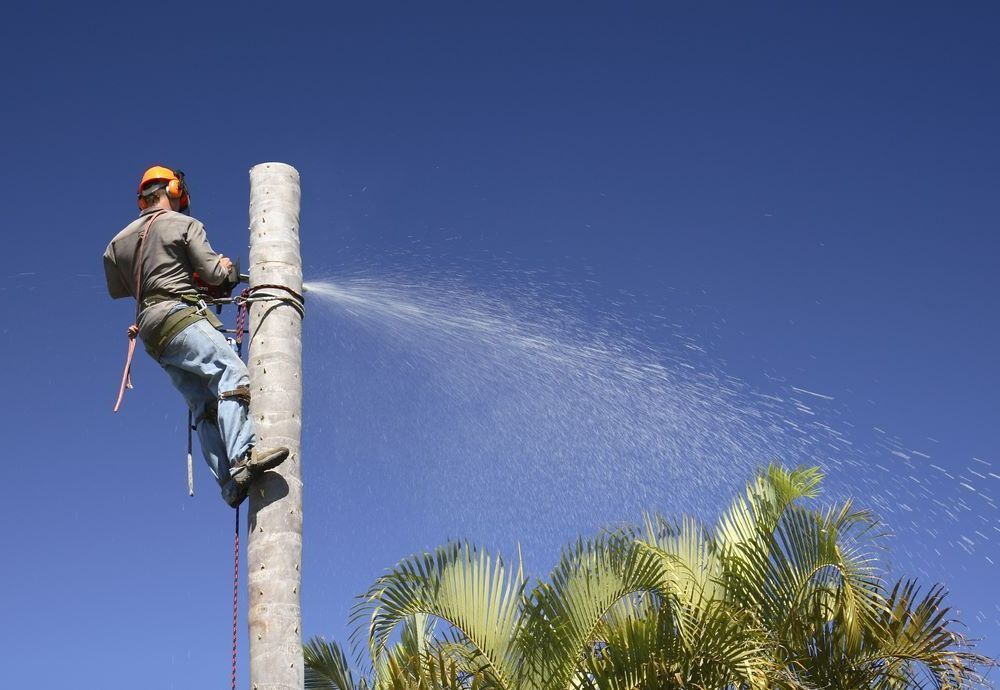 A Man Is Cutting a Tree Trunk — Troy Weier Tree Service In Frenchville, QLD