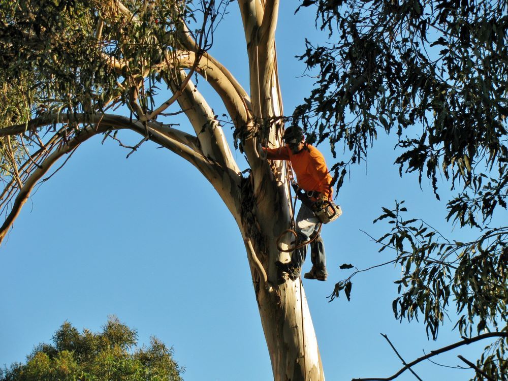 A Man in An Orange Shirt Is Climbing a Tree — Troy Weier Tree Service In Frenchville, QLD