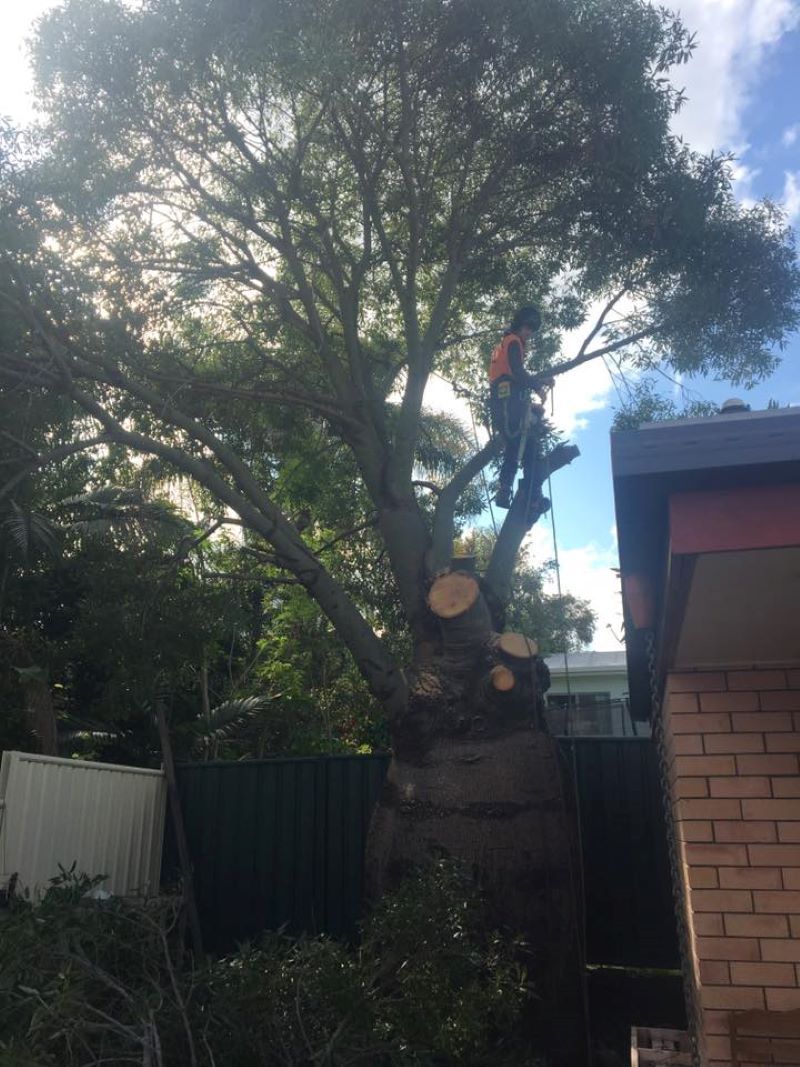 A Man Is Climbing a Tree in Front of A House — Troy Weier Tree Service In Frenchville, QLD