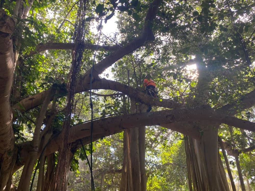 A Person Is Sitting on A Tree Branch in The Woods — Troy Weier Tree Service In Frenchville, QLD