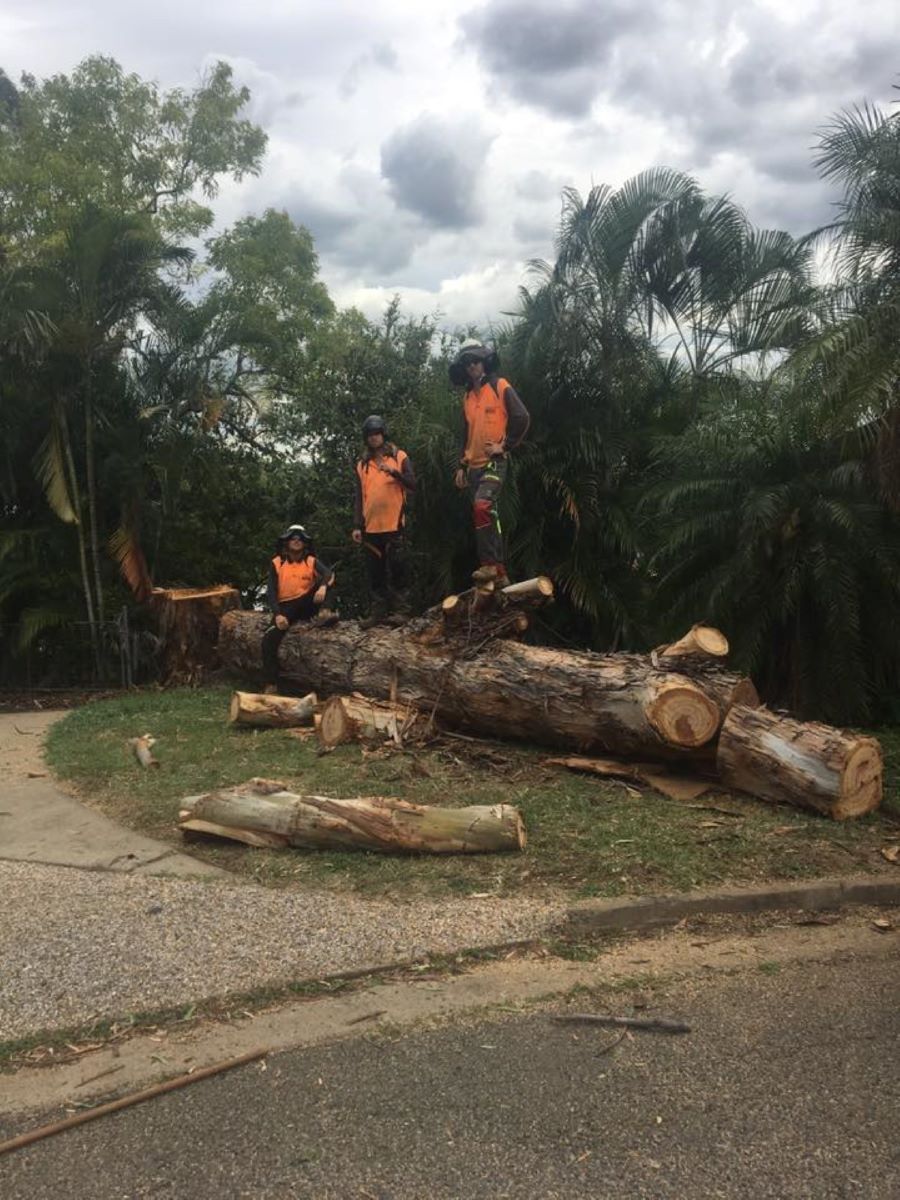 A Group of Men Are Standing on Top of A Large Log — Troy Weier Tree Service In Frenchville, QLD