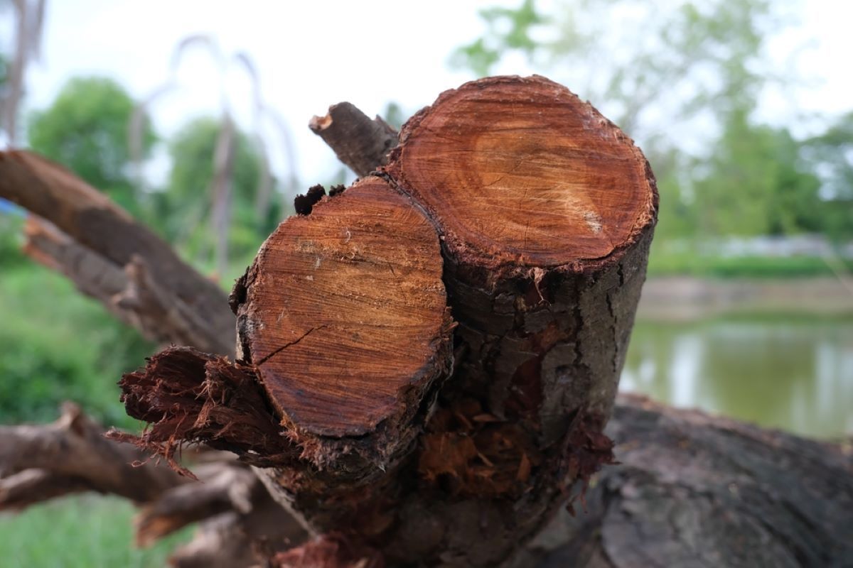 A Close up Of a Tree Stump with A Lake in The Background — Troy Weier Tree Service In Frenchville, QLD