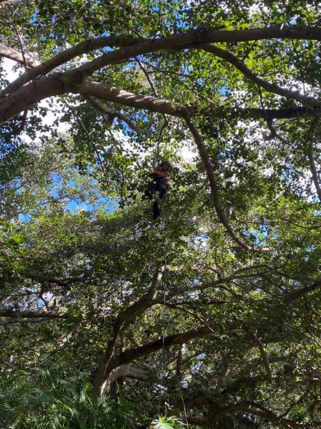 A Person Is Climbing a Tree with A Harness On — Troy Weier Tree Service In Frenchville, QLD