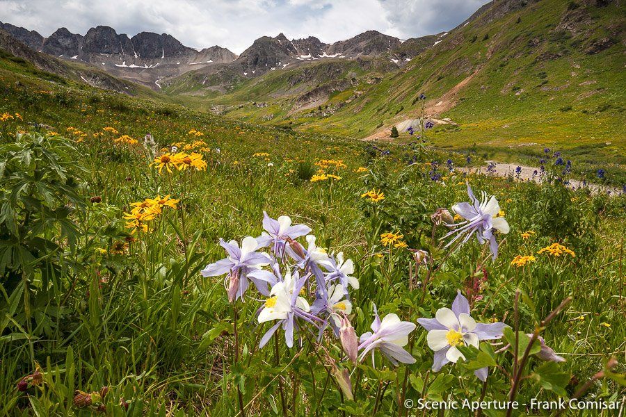Colorado Wildflower Photography Silverton, CO 9703855853