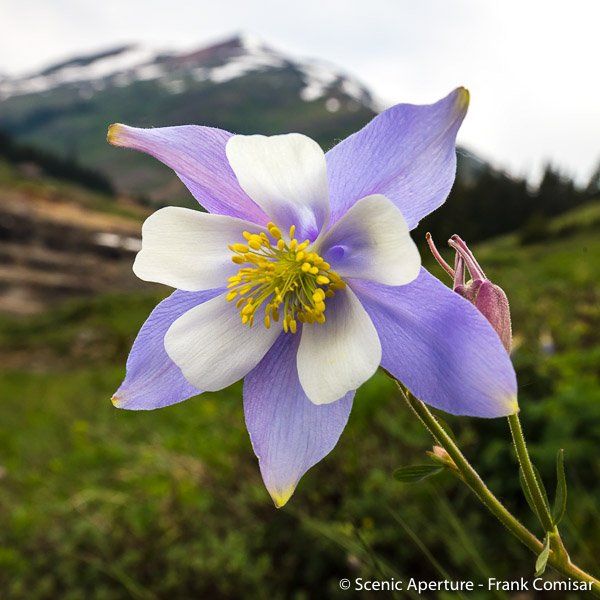 Colorado Wildflower Photography Silverton, CO 9703855853