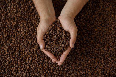 Man's Hands Holding Coffee Beans — Sequim, WA — Olympic Springs Bottled Water