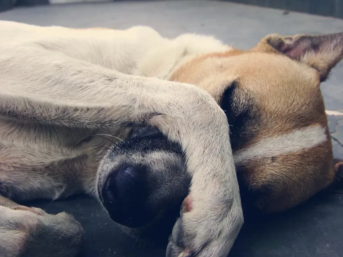 A close up of a dog laying down with its head on its paw.