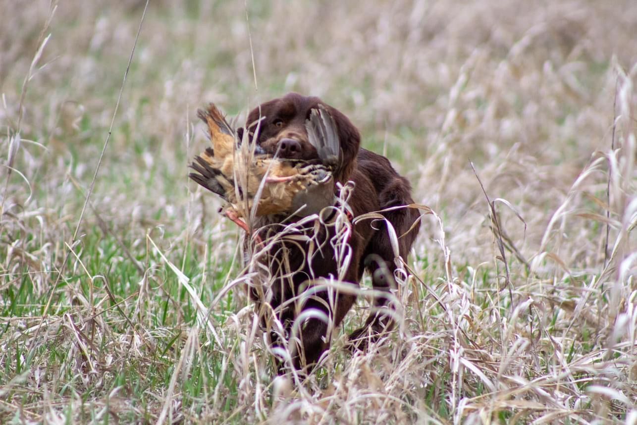 dog training individual