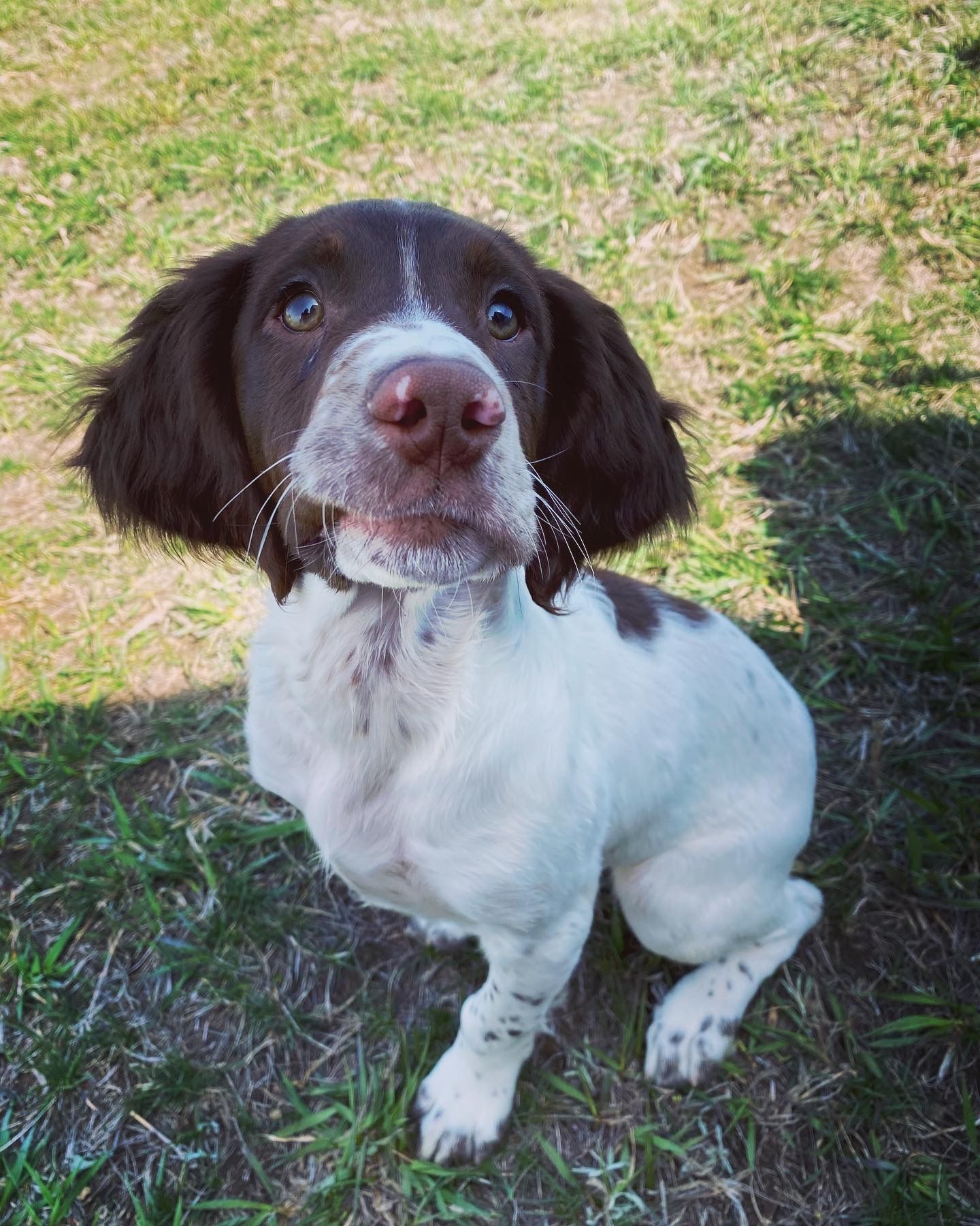 hunting dog obediance training