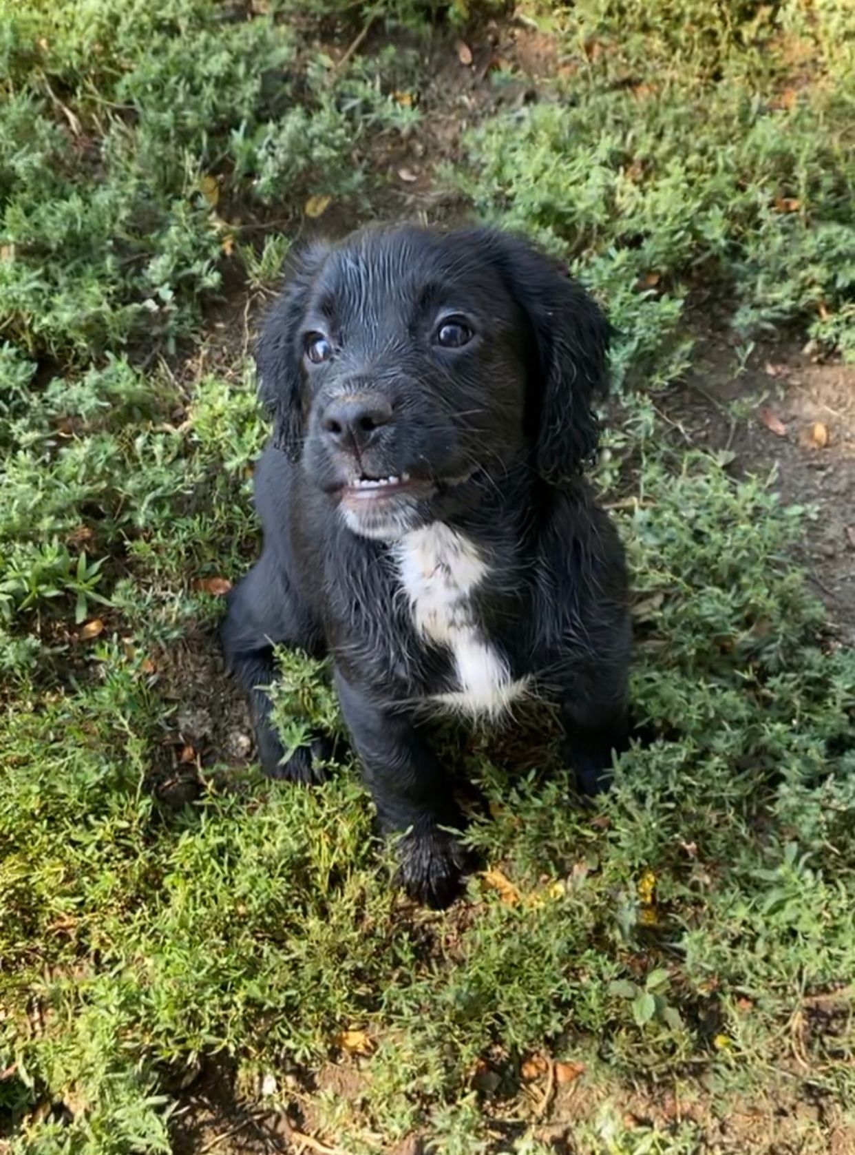 dog obedience trainer