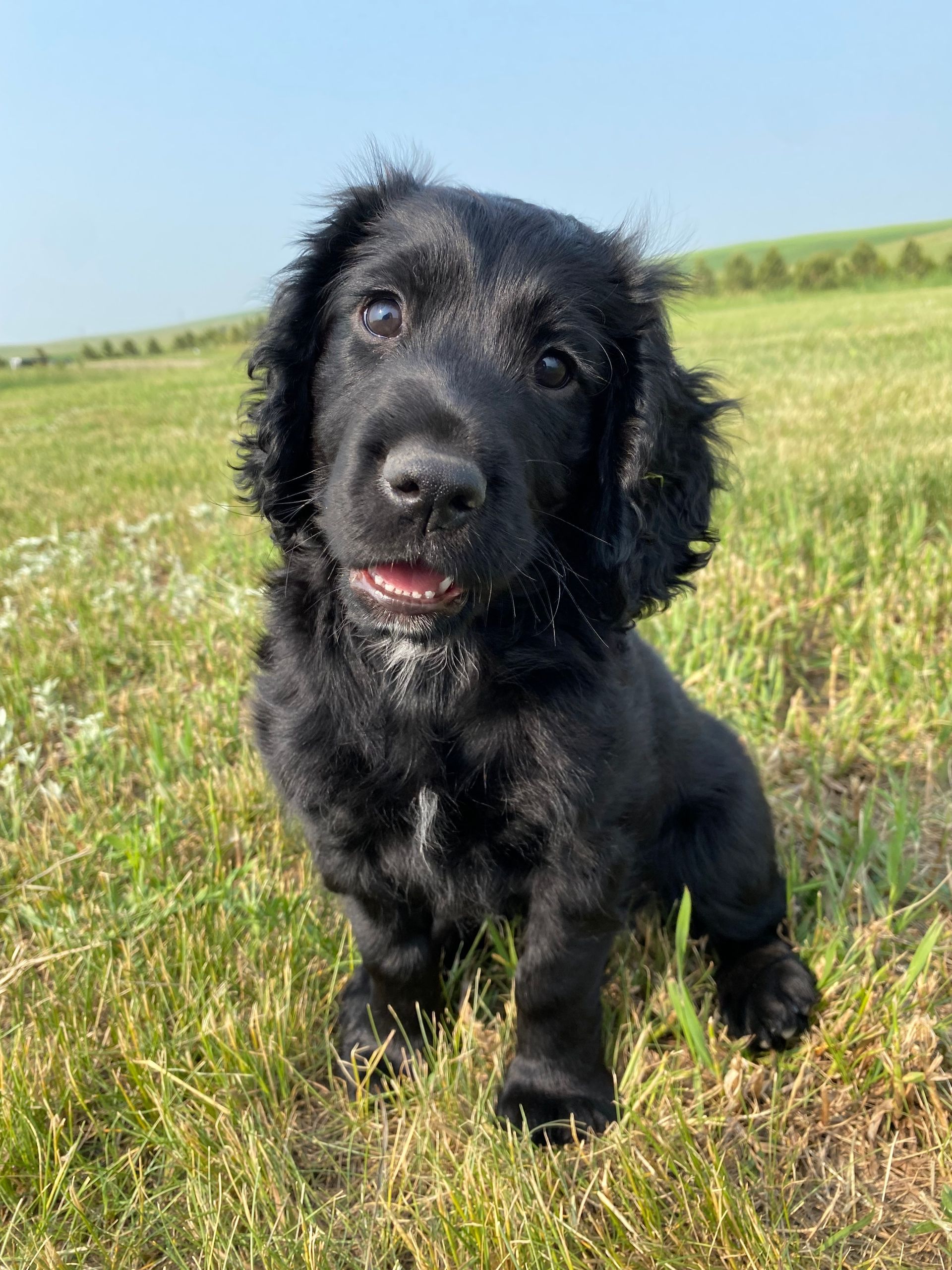 started dogs for sale