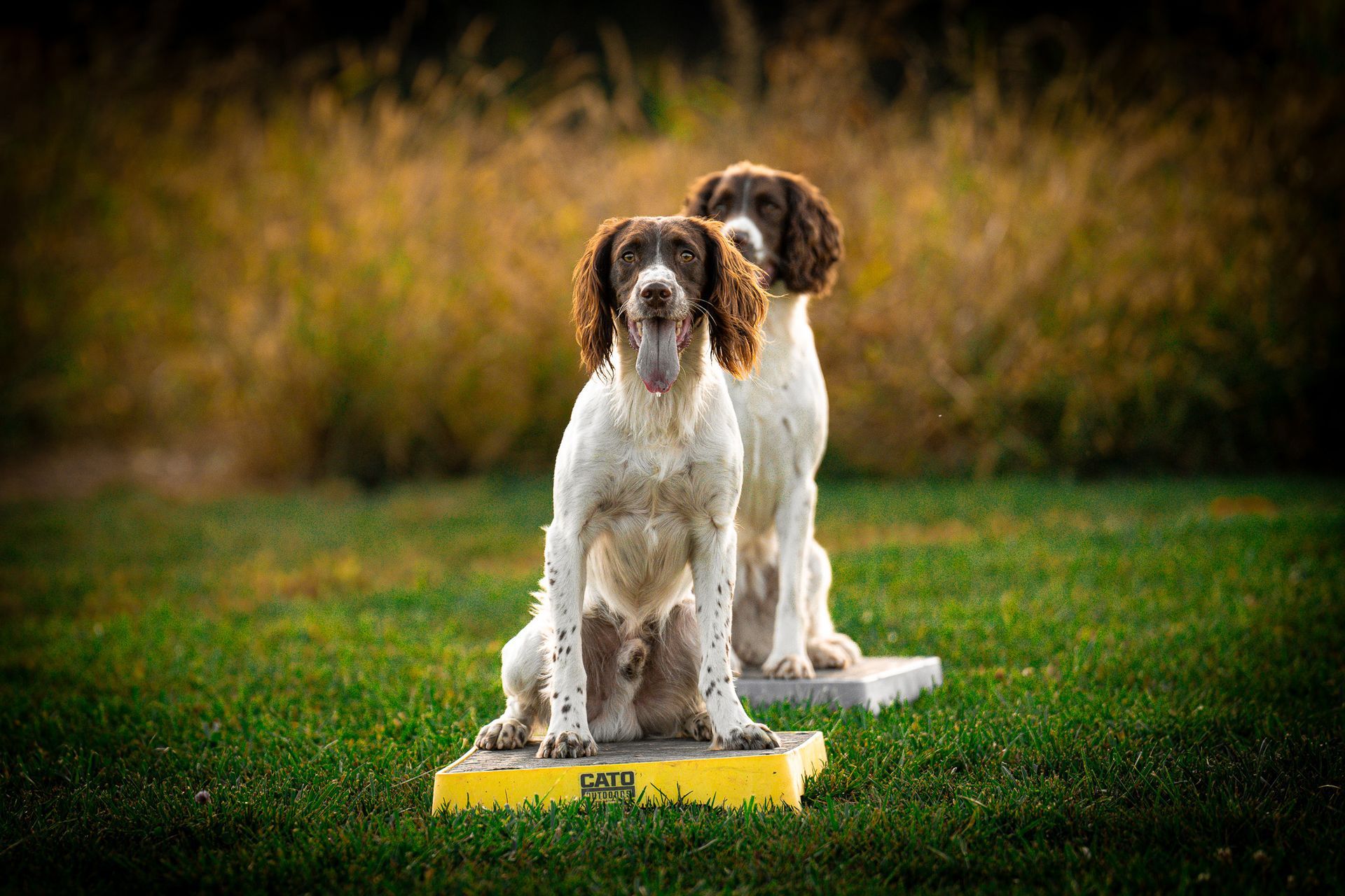upland hunting dog training