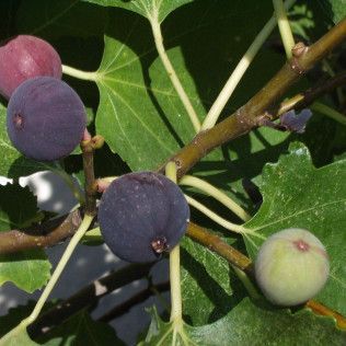 Fig Balsamic Vinegar Condimento