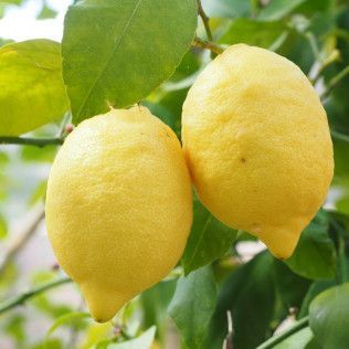 Lemon Agrumato Olive Oil - Whole Fruit Eureka Lemon Fused