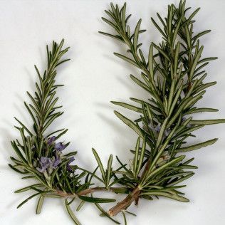 Rosemary Agrumato Olive Oil - fused whole herb