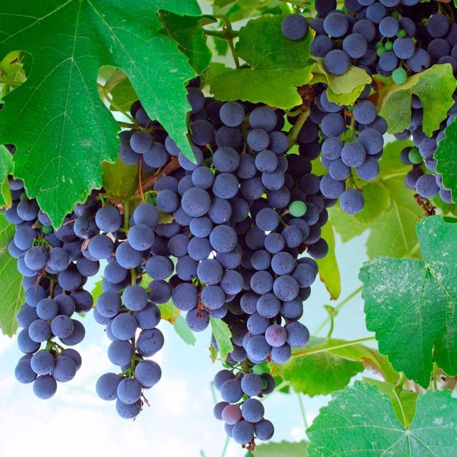 Concord Grape