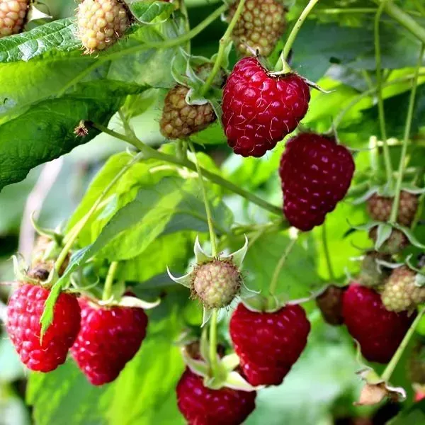 Raspberry