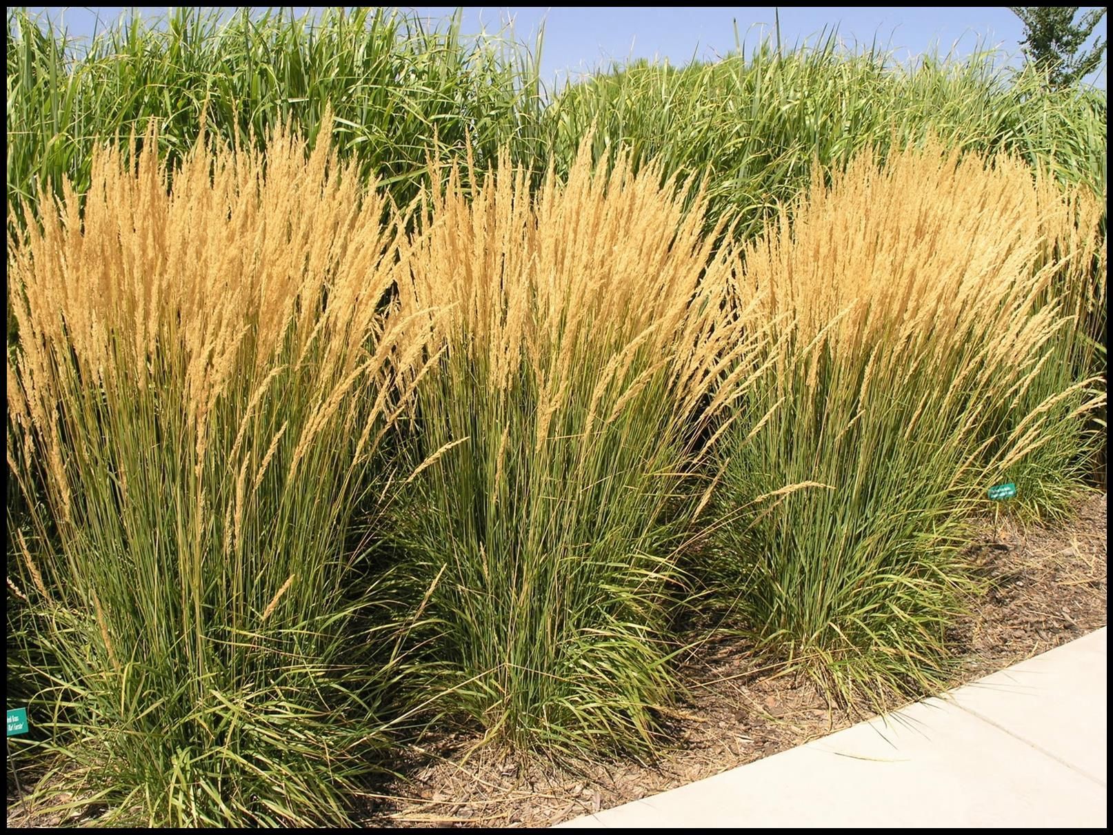 Karl Foerster Feather Reed Grass
