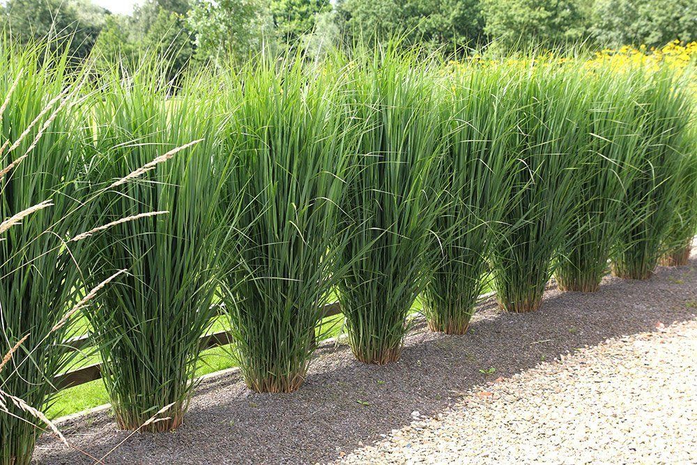 Northwind Switchgrass