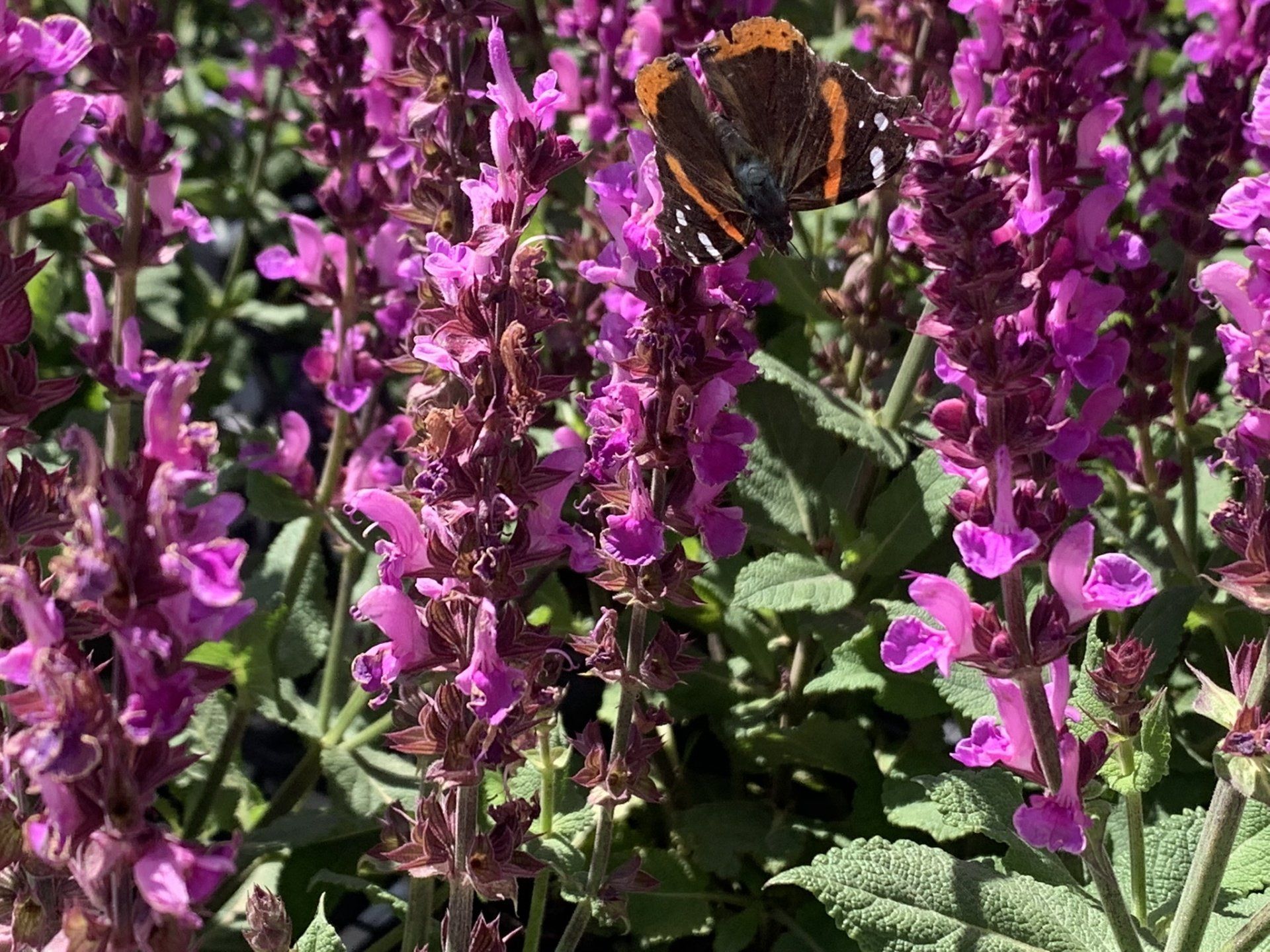 Rose Marvel Salvia