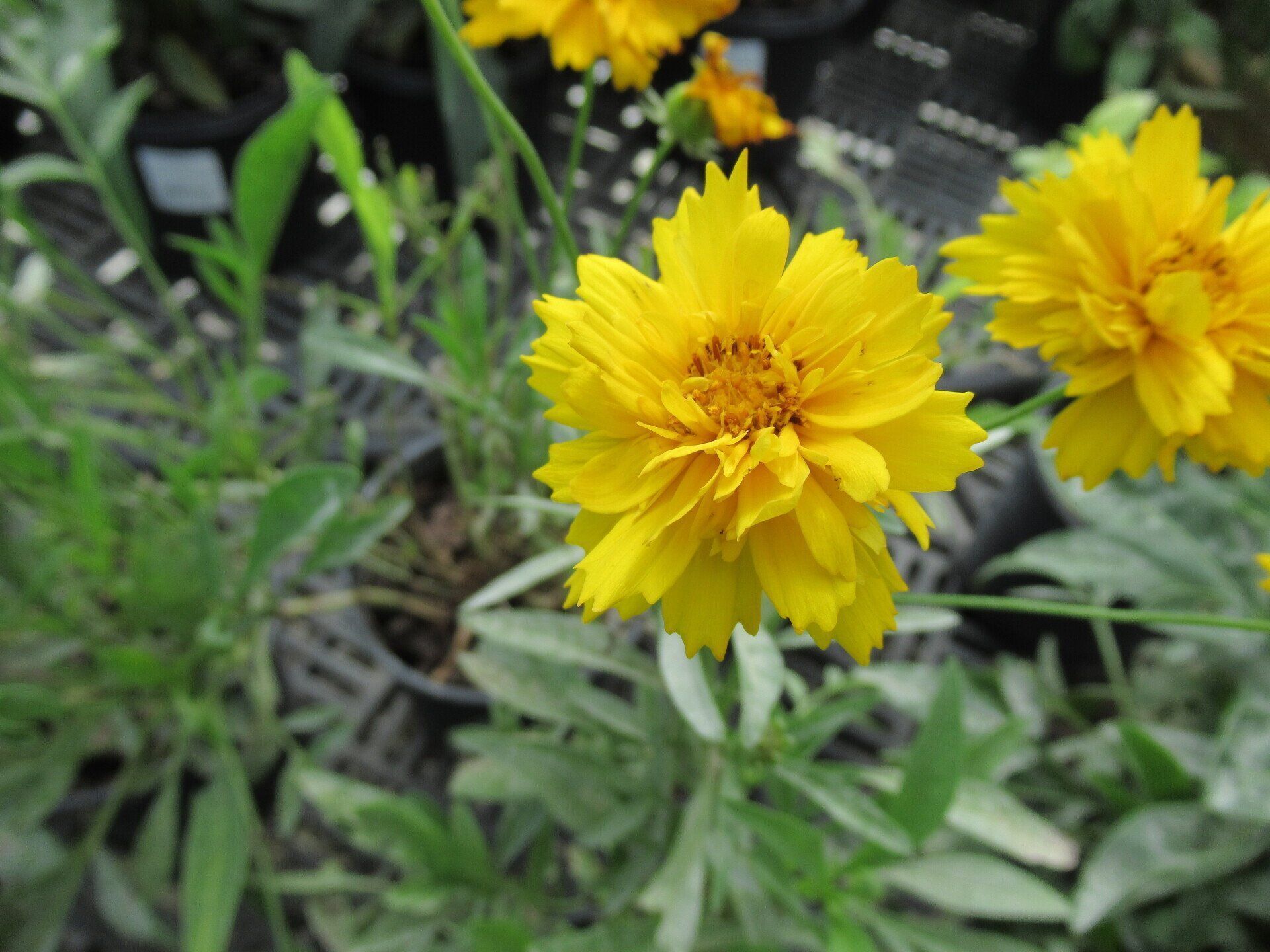 Sunray Coreopsis