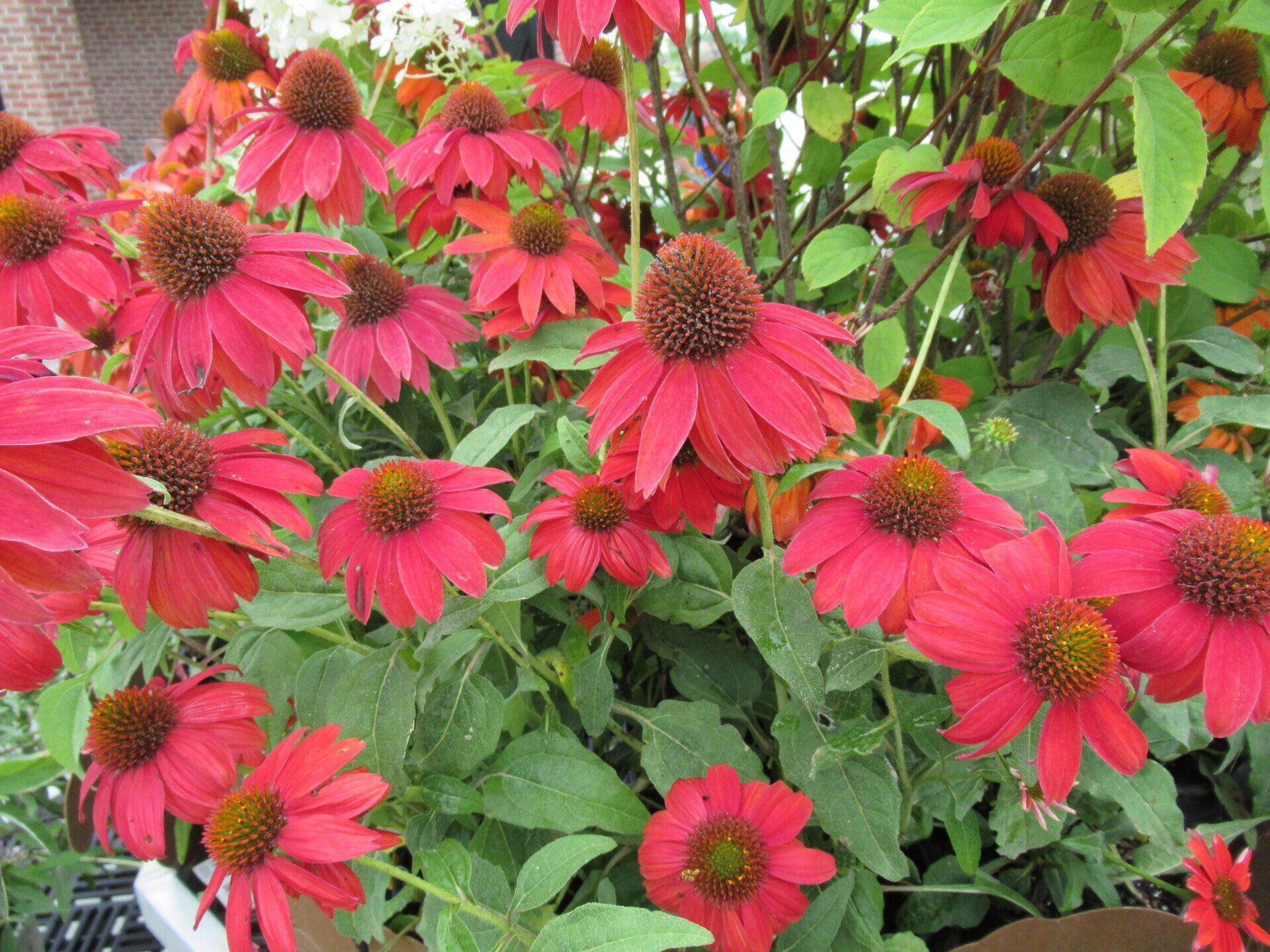 Red Coneflower