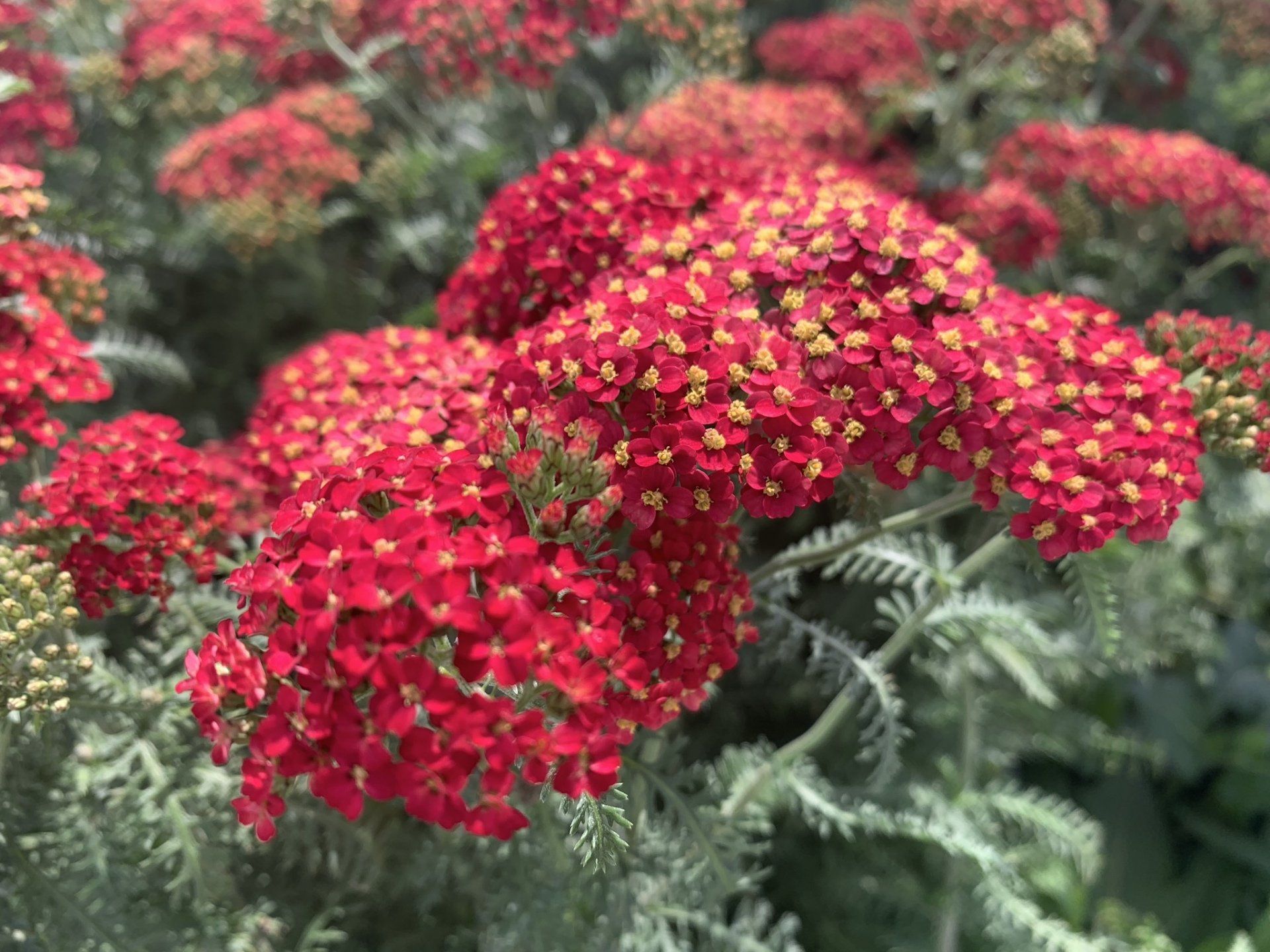 Paprika Yarrow