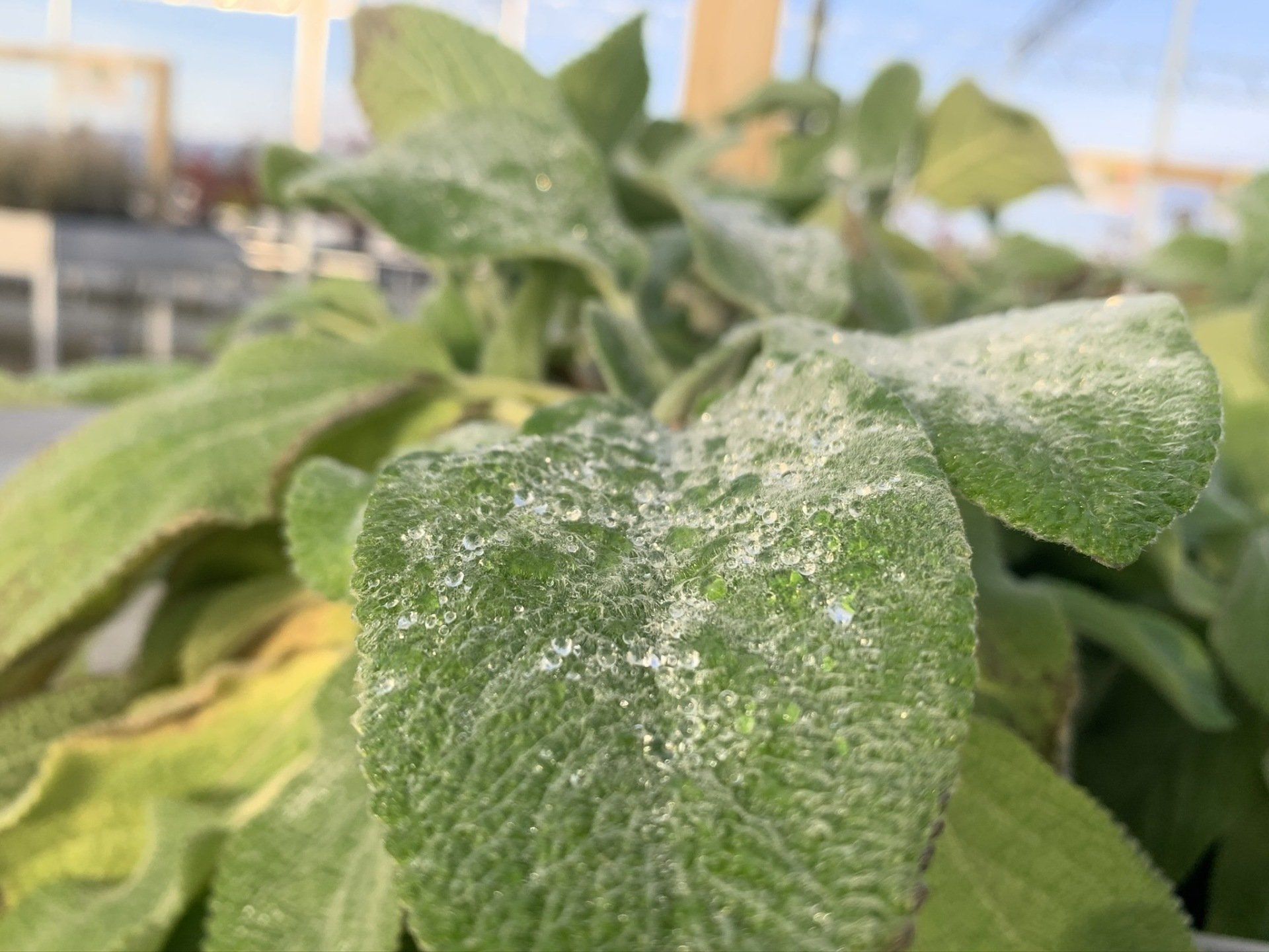 Lamb's Ear