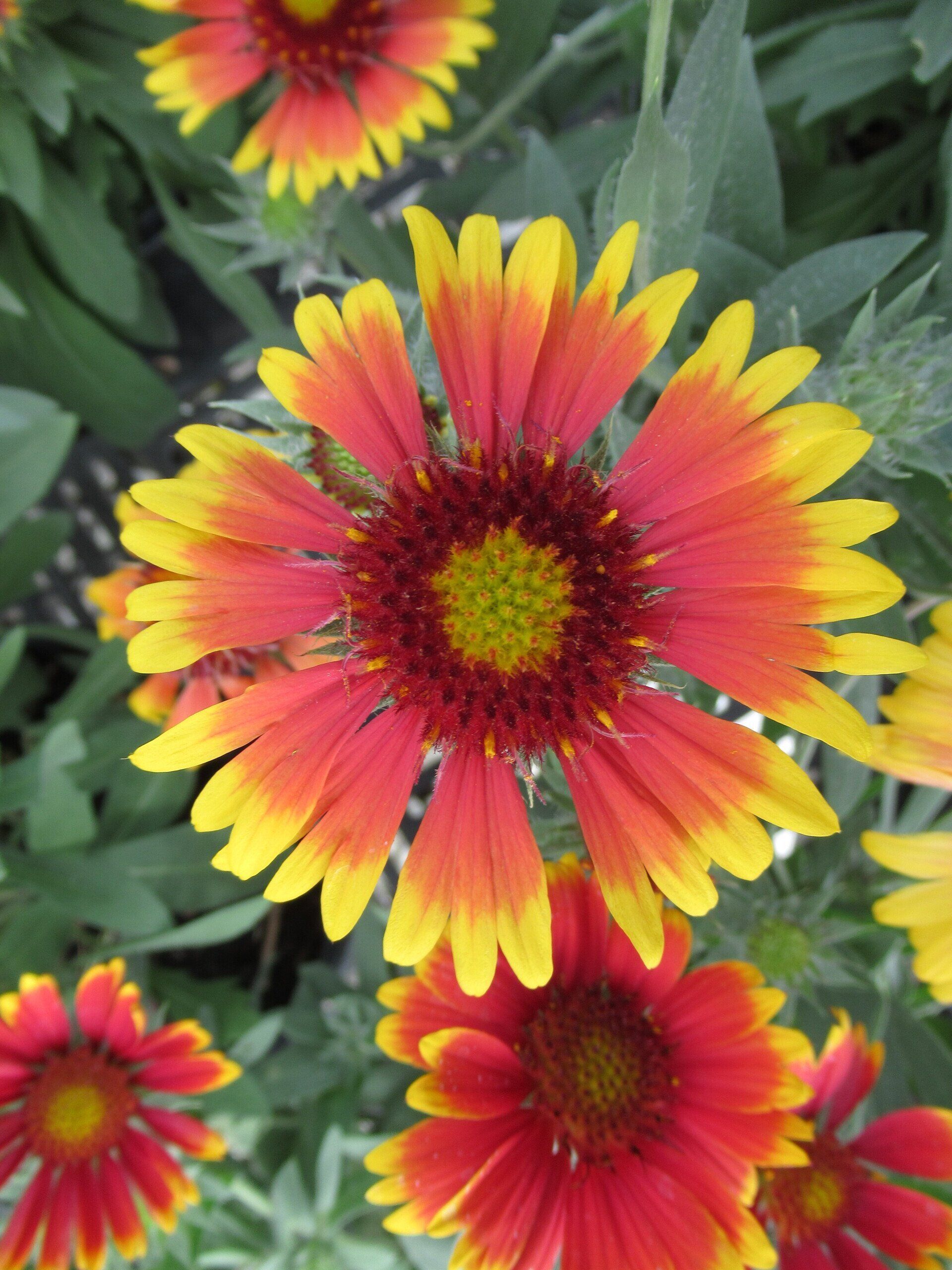 Blanket Flower